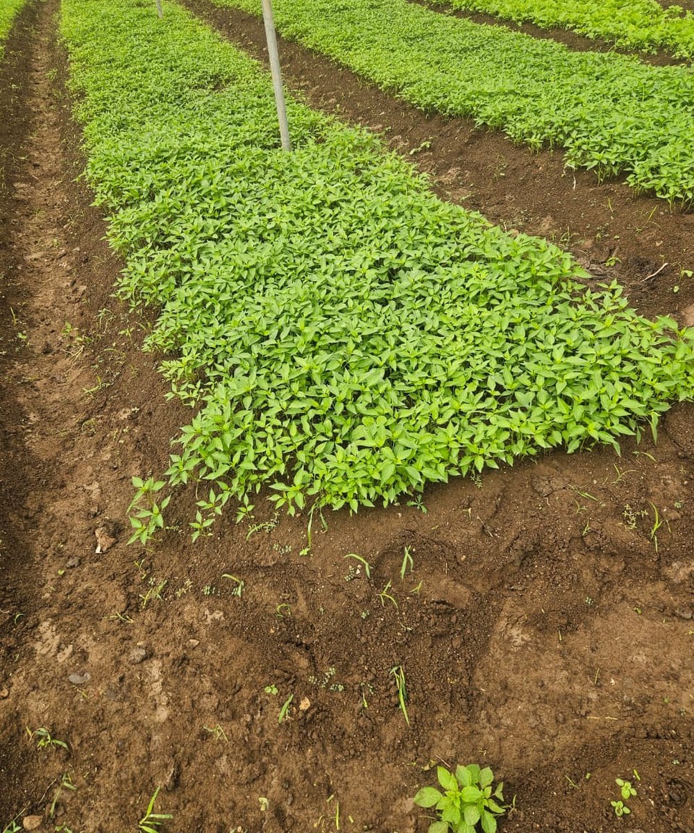 Vegetable nursery bed