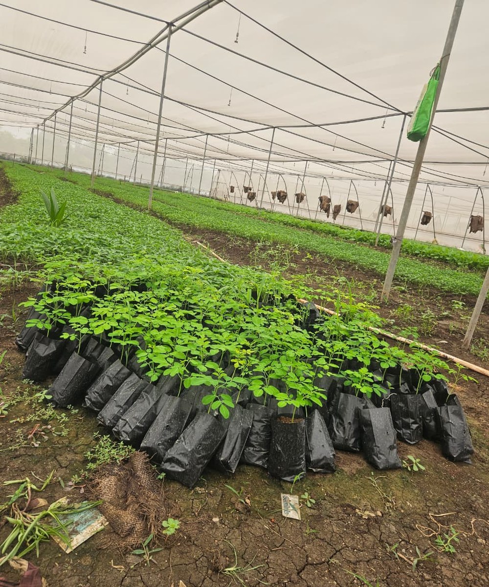 Vegetable nursery seedlings at Krushivishva FPC