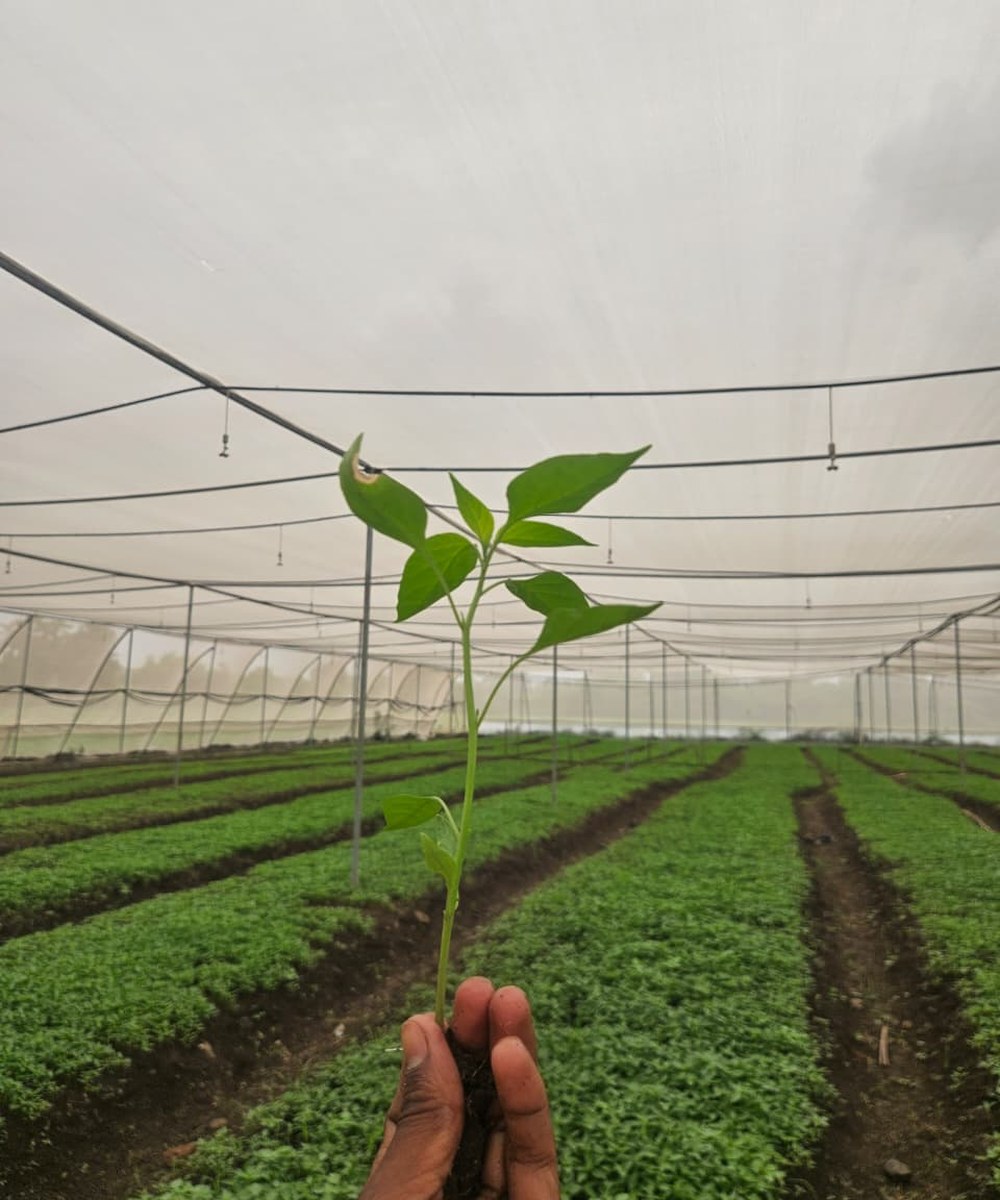 Vegetable nursery seedling